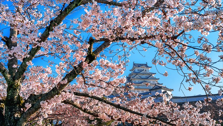 japanisches Schloss im Hintergrund vor blühendem Kirschbaum im Vordergrund