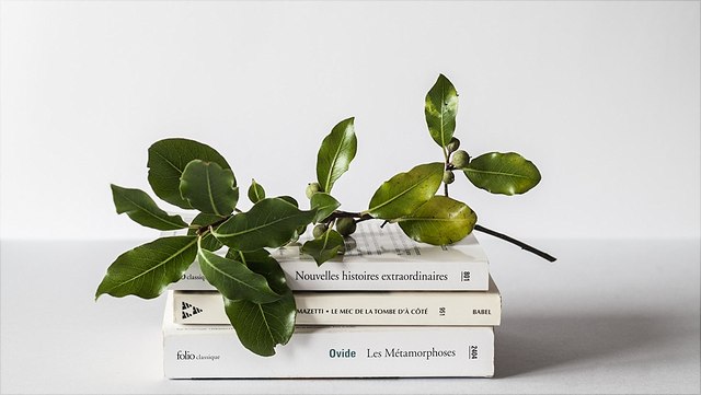 books with a plant on top