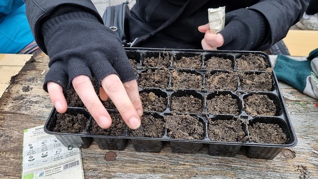 Bild von eingesäten Keimen