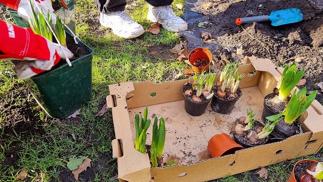 Bild von Tulpenzwiebeln