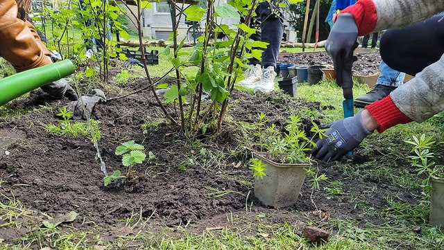 Bild von Staudenpflanzen