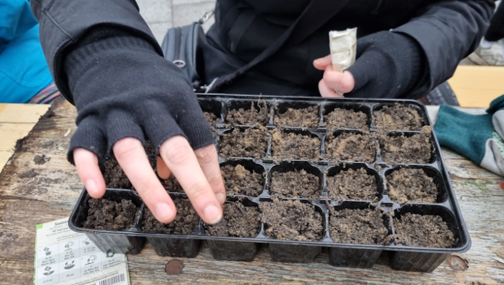wurzelwerk-saat-733x414 Urban Gardening - Einsäen im Wurzelwerk