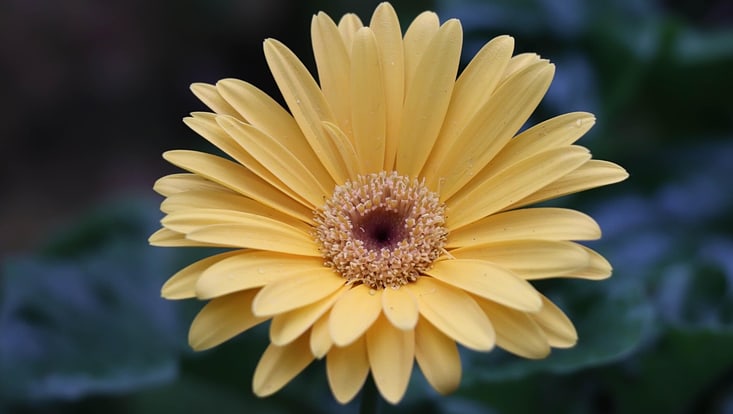 Blume Gerbera
