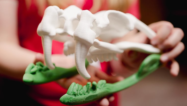 whatsup-2024-06-britta-3-d-druck 3-D-Druck eines Tierschädels