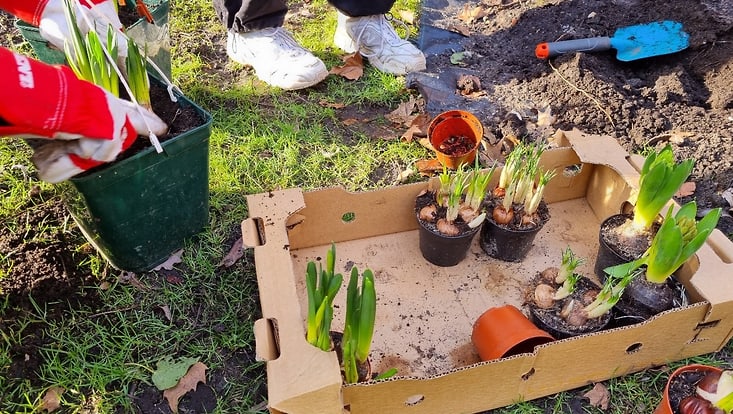 aufräumaktion-733x414 Karton mit Pflanzen in Töpfen
