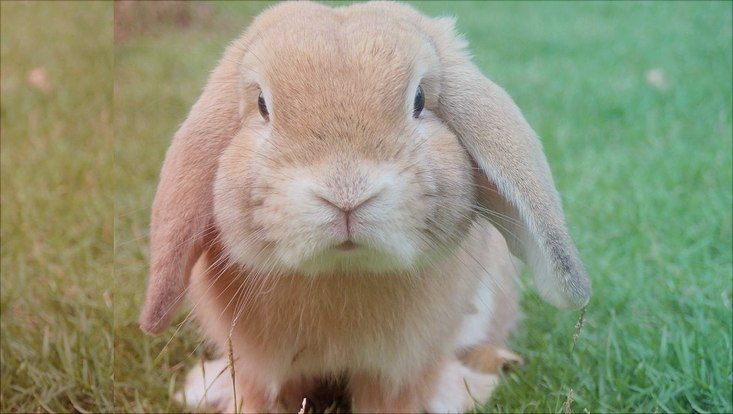 Osterhase
