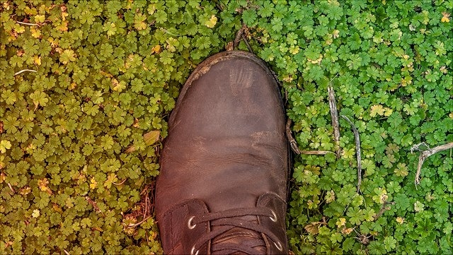 Schuh auf grünen Pflanzen