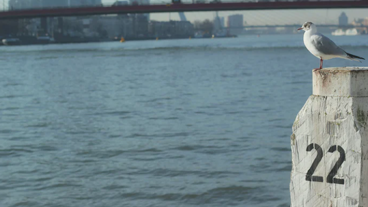 Eine Möwe sitzt auf einem hölzernen Pfahl mit der Aufschrift 22 im Fluss. Im Hintergrund befindet sich eine Brücke sowohl verschiedene Gebäude