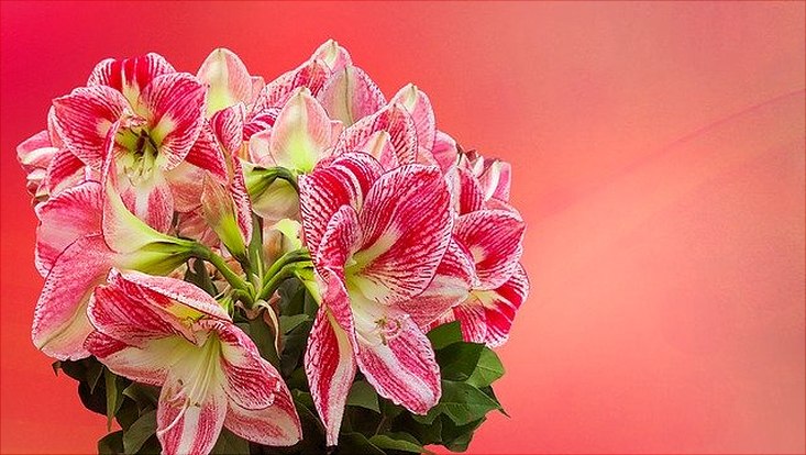 bunter Blumenstrauß