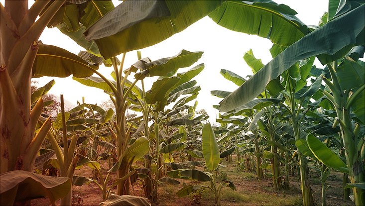 Bananenbäume auf grauem Feld
