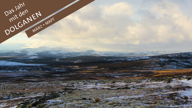 Tundralandschaft mit weidenden Rentieren