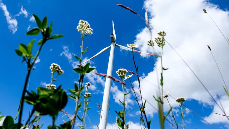 Windrad mit Blumen im Vordergrund