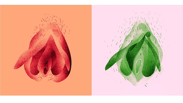 Zwei Illustrationen von Vulven und Klitoris auf orangefarbenen und rosa Hintergrund