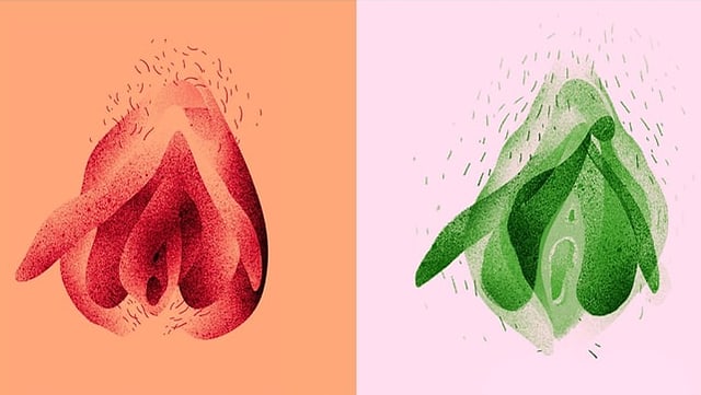 Two colourfully illustrated vulvas.