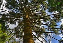 Araukarie (Paraná Pine) Brasilien