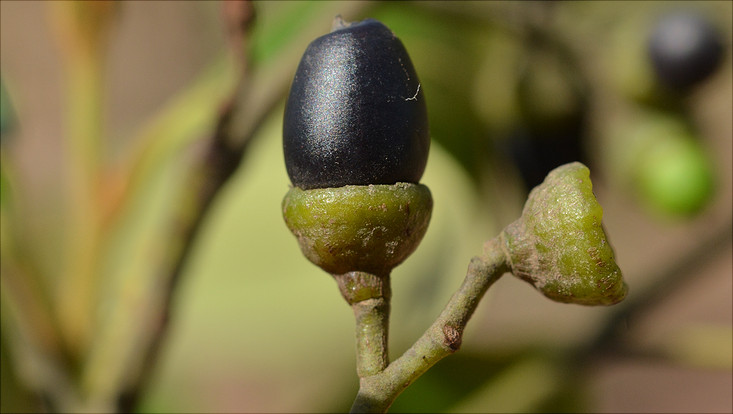 Fruit of Ocotea pulchella Image of a mature fruit of Ocotea pulchella