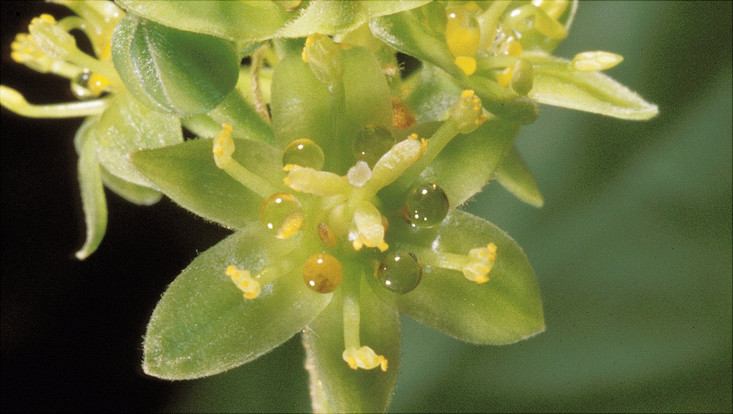 Flower of Machilus grijsii Image of a flower of Machilus grijsii