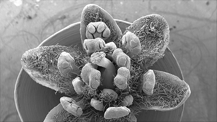 Scanning electron micrograph of a flower of Cinnamomum camphora Scanning electron micrograph of a flower of Cinnamomum camphora