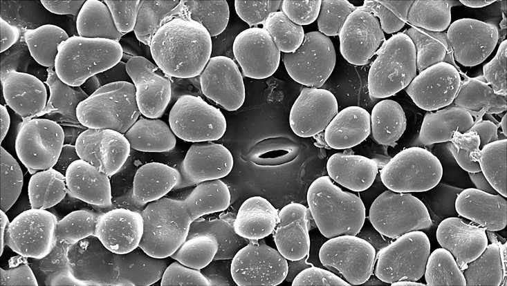 Aiouea montana, lower leaf surface, with stoma; scanning electron micrograph Scanning electron micrograph of a lower leaf surface of Aiouea montana, with a stoma in the center