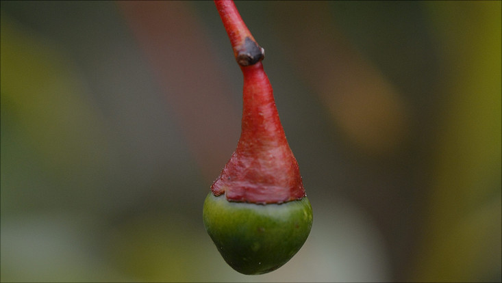 Fruit of Aiouea saligna Image of a fruit of Aiouea saligna