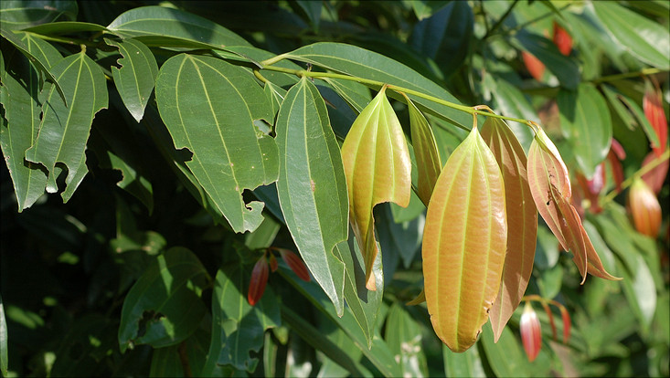 Branch of Cinnamomum iners Image of a branch of Cinnamomum iners, with young leaves
