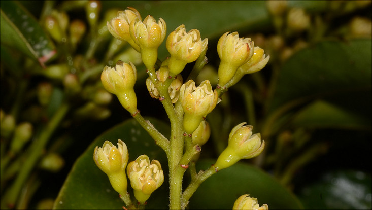 Partial inflorescence of Cryptocarya aschersoniana Image of a partial inflorescence of Cryptocarya aschersoniana
