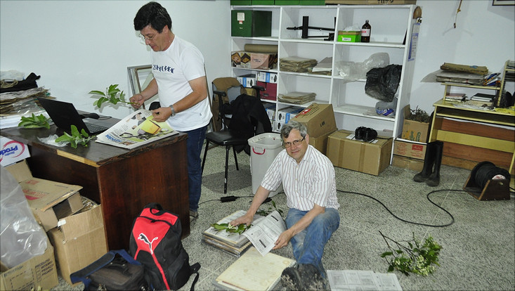 Pressing newly collected plant material in the herbarium MBM Image showing pressing newly collected plant material in the herbarium MBM