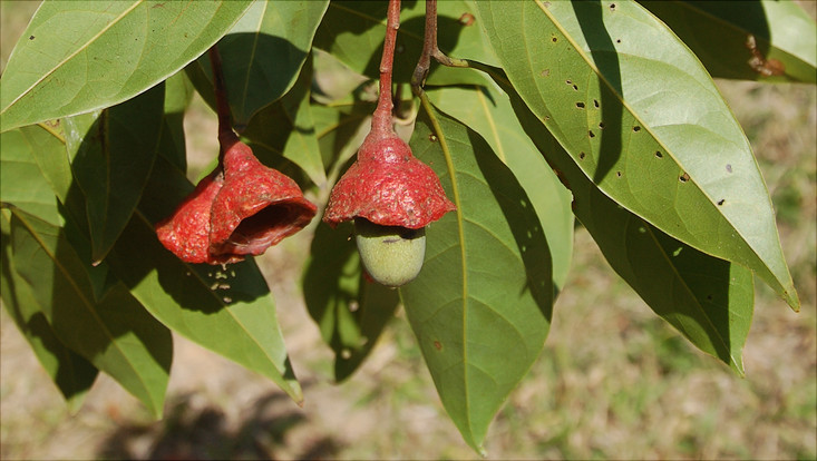 Fruiting branch of Licaria bahiana Image of a fruiting branch of Licaria bahiana