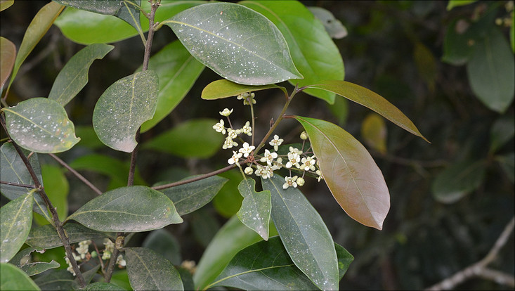 Flowering branch of Nectandra grandiflora Image of a flowering branch of Nectandra grandiflora