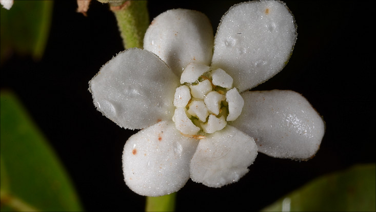 Flower of Nectandra puberula Image of a flower of Nectandra puberula