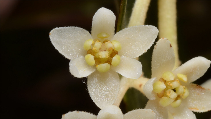 Flower of Ocotea aciphylla Image of a flower of Ocotea aciphylla