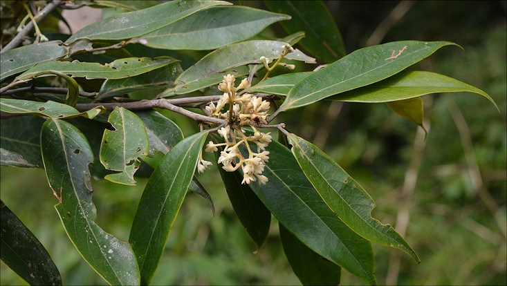 Flowering branch of Ocotea aciphylla Image of a flowering branch of Ocotea aciphylla