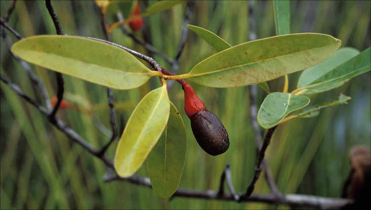 Fruiting branch of Ocotea esmeraldana Image of a fruiting branch of Ocotea esmeraldana