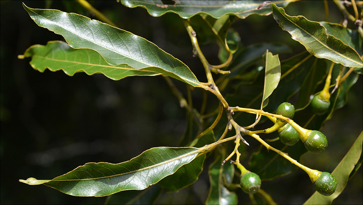 Fruiting branch of Ocotea puberula Image of a fruiting branch of Ocotea puberula