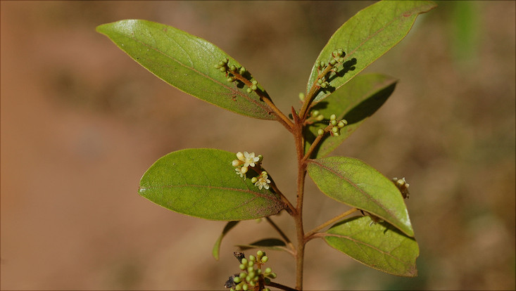 Flowering branch of Ocotea pulchella Image of a flowering branch of Ocotea pulchella