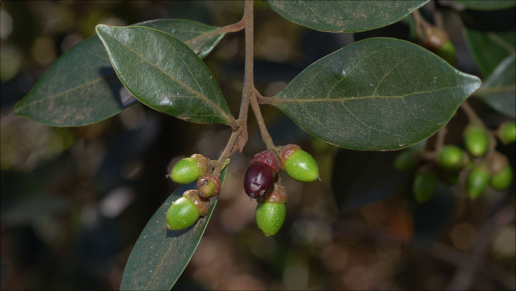 Fruiting branch of Ocotea pulchella Image of a fruiting branch of Ocotea pulchella
