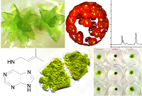 Darstellung der Forschungsinhalte der Arbeitsgruppe von PD Dr. Klaus von Schwartzenberg