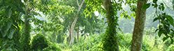 Nachhaltige Waldbewirtschaftung Nachhaltige Waldbewirtschaftung