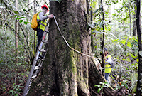 messen in Suriname Baum messen in Suriname