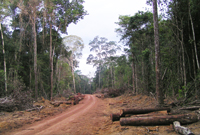 Waldweg Waldweg