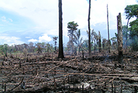Waldvernichtung Waldvernichtung