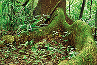 proj-karibik-übers Baumwurzeln