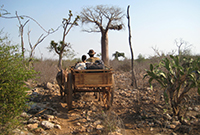 proj-mada-übers Holzkarren in Madagaskar
