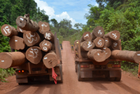 proj.-suriname-übers Holztransport auf Lastwagen