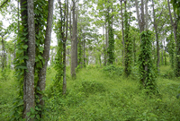 proj-bicamsu-übers Research Plot in Indonesia (South Sumatra)