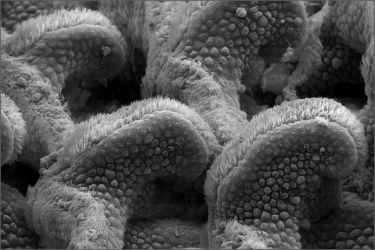 Kiemendarm eines Tunicaten