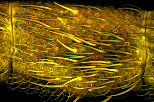 Antennensegment einer Köcherfliege