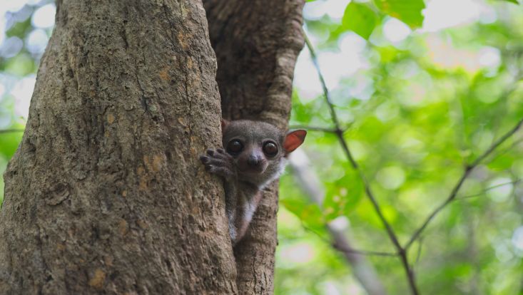 Lemur