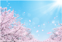 Bl&uuml;hende Kirschbl&uuml;tenb&auml;ume vor blauem Himmel