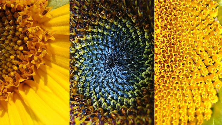 Bild zeigt eine Sonnenblume